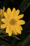 Sawtooth sunflower